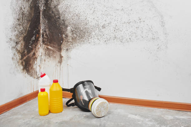 Best Basement Mold Removal  in Aristocrat Ranchettes, CO